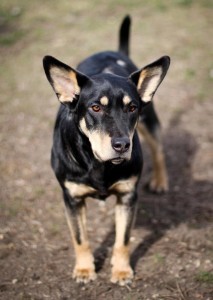 Wall Township, NJ Mixed Breed Dog Has Epileptic Seizure