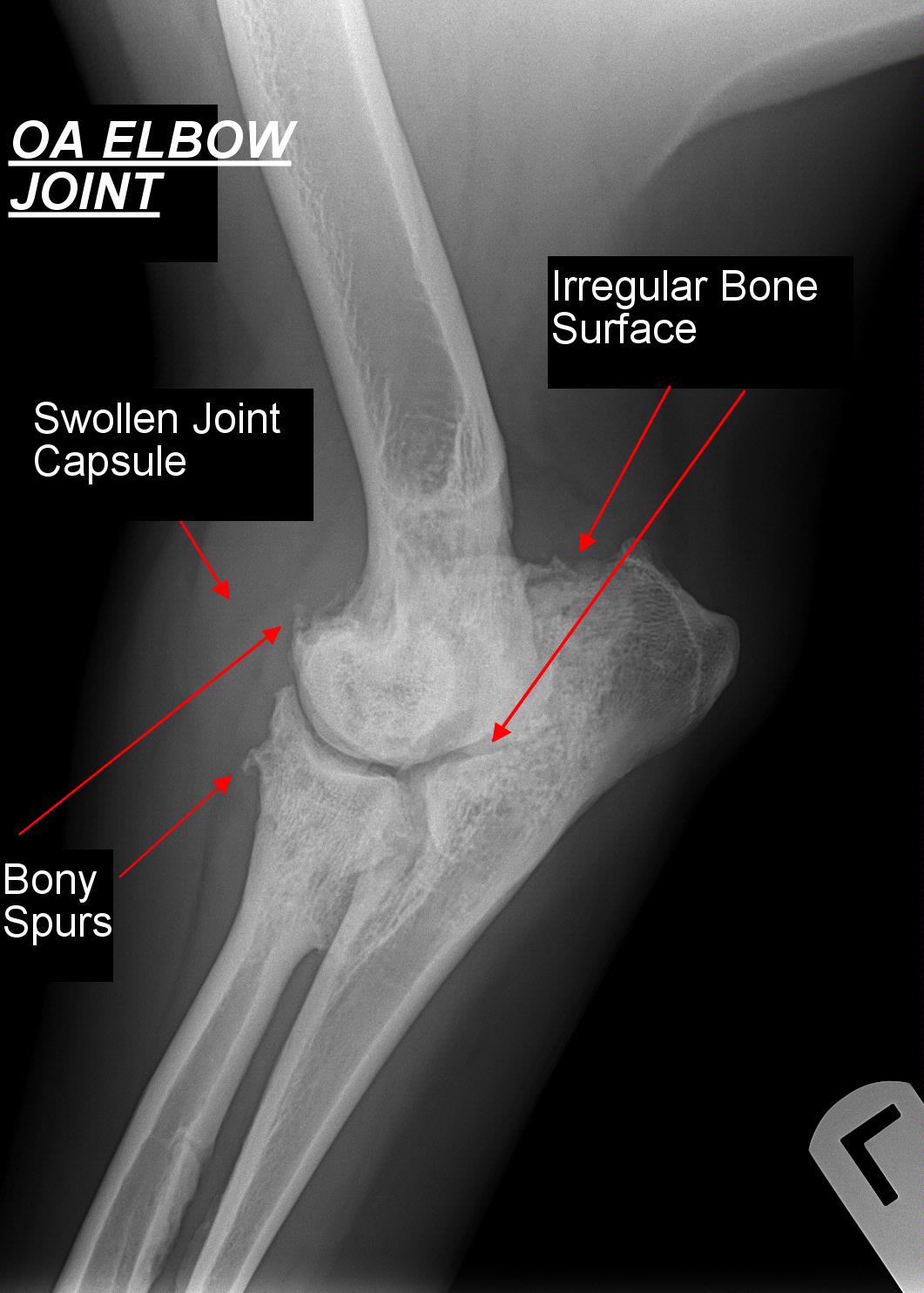 OA Elbow Joint in Dog